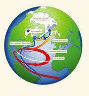 The Atlantic Ocean circulation system. Click here to see enlarged view.