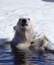 Open water: Polar bears may have a hard time swimming greater distances as the ice melts.