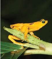 The Panamanian golden frog is one of about 110 species of harlequin frog, many of which are dying out.