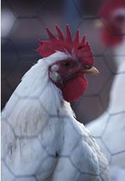 Bird flu's bodily harm revealed : Nature News