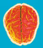 Mis-folded prions may cause brain disease; but what do the normal ones do?