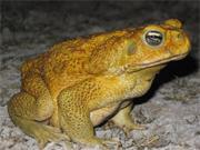 Longer-legged toads hop further faster
