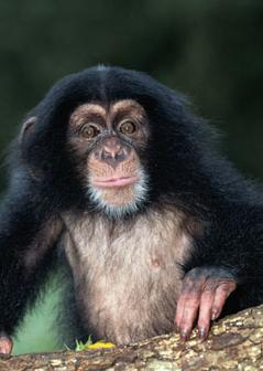 Chimps are known to ape each other, picking up traditions over time.