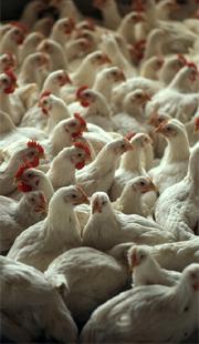 Avian influenza could become common in European flocks