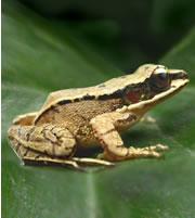 The Chinese concave-eared torrent frog is the first amphibian known to communicate in ultrasound.