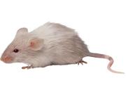 Male mice have a constant supply of sperm-generating stem cells.