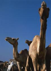 Trade routes across the Sahara could have opened much earlier than thought.