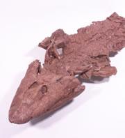 The fossilized remains of Tiktaalik show a crocodile-like creature with joints in its front arms.