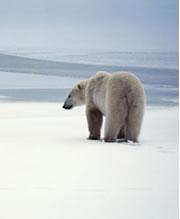 Barely there: some 22,000 - 25,000 polar bears are thought to be alive today.