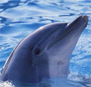 You talking to me? Click here to hear a signature name whistle from a bottlenose dolphin.