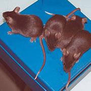 Mice without the DNA for a white-tipped tale can still inherit the feature - thanks to RNA.