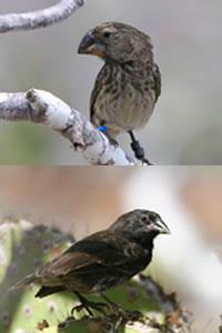 The large ground finch (top) has battled it out with the medium ground finch for big seeds, leading the medium ones to trend towards smaller beaks (bottom).