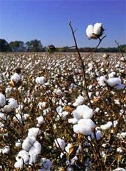 Making cotton resistant to bollworm can leave it open to other insect attacks.