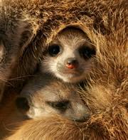 Cute meerkats have a darker side.