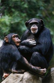 What makes primates, and people, unique?