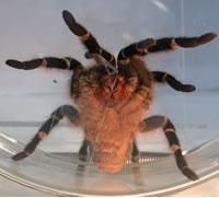 Tarantulas, giants of the spider world, use silk to glue their feet down.