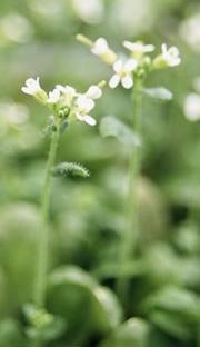 Arabidopsis plants usually fertilize themselves, but cross-pollination is possible.