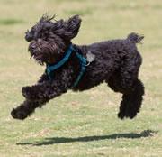 Little Portuguese water dogs make less growth factor than the big boys.