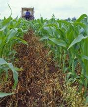 Crops can be damaged or destroyed by counterfeit chemicals.