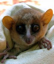 A wide-eyed mouse lemur has its DNA tested to see what species it belongs to. Click here for a slide-show  
