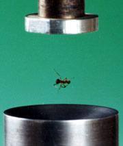 Flying ants: ultrasound can keep a small insect aloft.