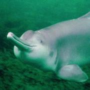 The baiji dolphin - now thought extinct.