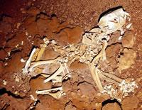 Researchers found the first-known complete skeleton of the marsupial 'lion' Thylacoleo carnifex  in a cave under the Nullarbor Plain, Australia. Click here to see more images of this amazing animal.