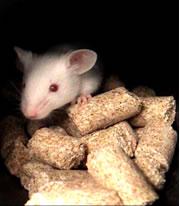 Losing the desire to borrow is an early sign of CJD infection for mice.