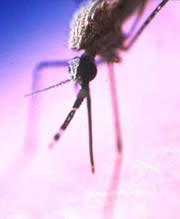 Mosquitoes engineered to kill off the parasite that causes malaria seem to live long and prosper.