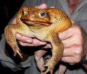 Poisonous, fast-breeding invaders: this particularly big toad, found this week, is a giant pest.