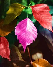 The local sunlight and atmosphere helps determine what colours a plant will absorb. See 'The colour of alien leaves 
