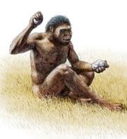 Paranthropus robustus was perhaps smart enough to dig for food.