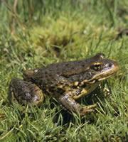 The Mountain yellow-legged frog of California is plagued by fungal infections.