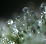 The active ingredient in cannabis leaves is in oils on the surface of leaf 'hairs'.