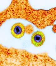 Lurking virus: could herpesviruses become a part of our normal immune system?