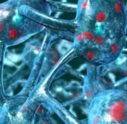 Stem cells can both turn into neurons and help neurons to grow.