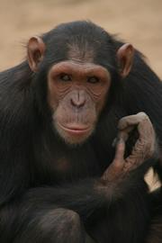 Videos show chimps and human infants helping each other out  