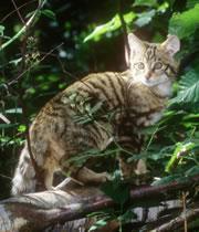 Scottish wildcat: interbreeding with feral cats is diluting its genes.