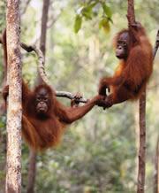 Orang-utans might figure out problems in their heads before putting tools into practice. Click here to watch a video.