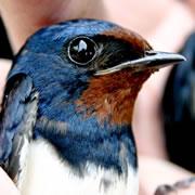 Migratory birds such as swallows seem more vulnerable to radiation.