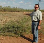 Jim Ansley is leading efforts to try and design a 'combine harvester' for mesquite trees.