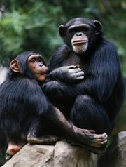 Chimps may be the most patient of primates — including humans.