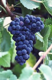 Pick of the bunch: researchers have sequenced a grape that lends its flavour to Champagne.