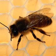 Going, going, gone? A virus could be leading bees astray.