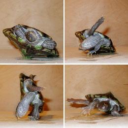 Can turtles flip themselves over?