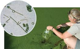 Judy O'Neil samples a thick bloom of assorted algae (inset) from the Sassafras River, a tributary of Chesapeake Bay in Maryland.