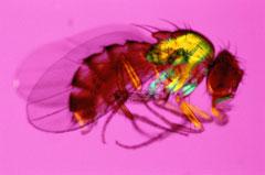Fruit flies get amorous under the influence of constant booze.