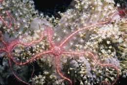 Brittlestars: some could grow faster in more acidic waters.
