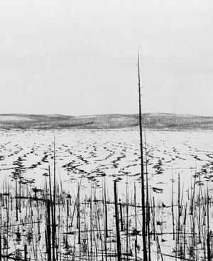 In 1929, more than 20 years after the explosion, dead trees at Tunguska stand witness to the scale of the event.