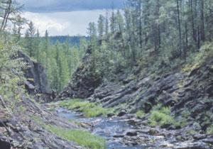 The Churgin creek flows past Tunguska's epicentre, its forests regrown.